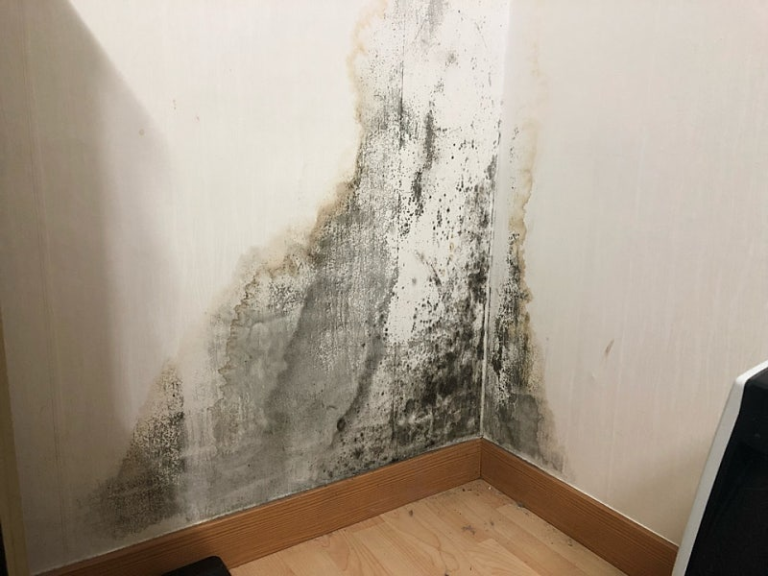 곰팡이 박멸 특공대 출동! 곰팡이 폈을 때 벽지 안 뜯고 제거하는 초간단 노하우 (자취생 필수 꿀팁)