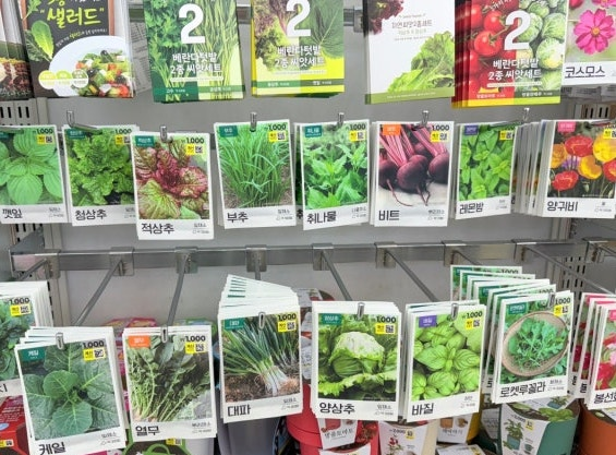 집에서 즐기는 ‘미니 정원’! 다이소 씨앗으로 식물 키우기 도전 후기 (초보 자취생 필수 힐링 취미!)