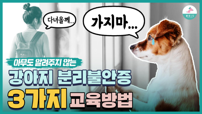 강아지 혼자 집에 둘 때 ‘분리불안’ 완화시키는 훈련법 3단계 (초보 집사 필독! 짖음/파괴 행동 해결!)